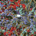 Waterpik™ウォーターフロッサーは歯垢を除去できるのか?神話と事実